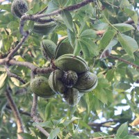 Sterculia foetida L.